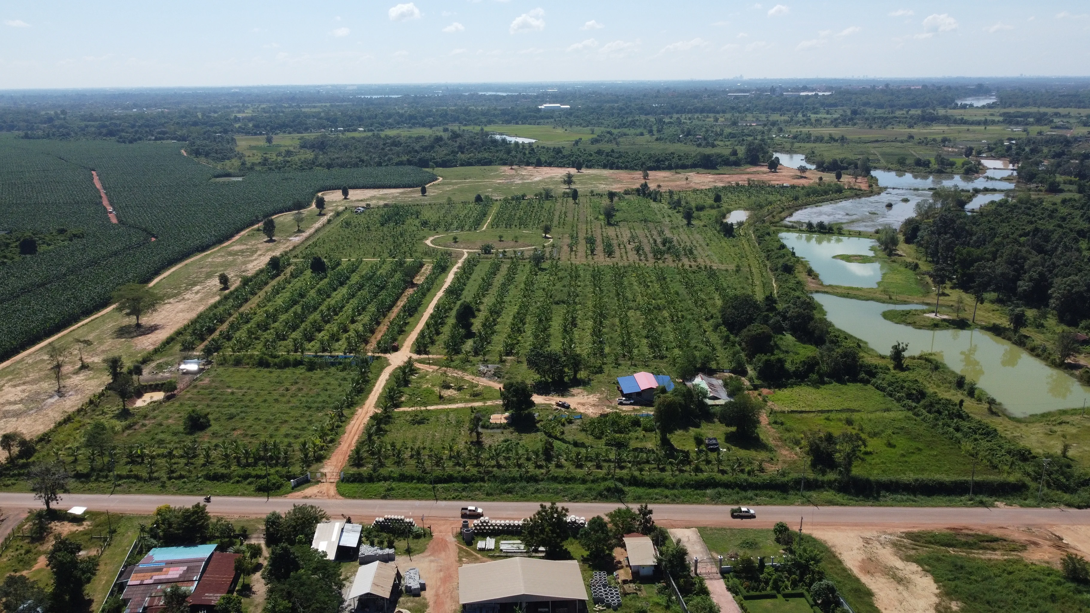 Coconut Farming in Vientiane, Laos