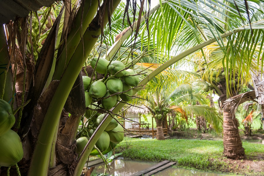 Harvesting coconuts