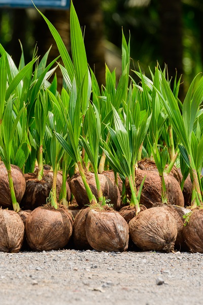 Coconut plantation